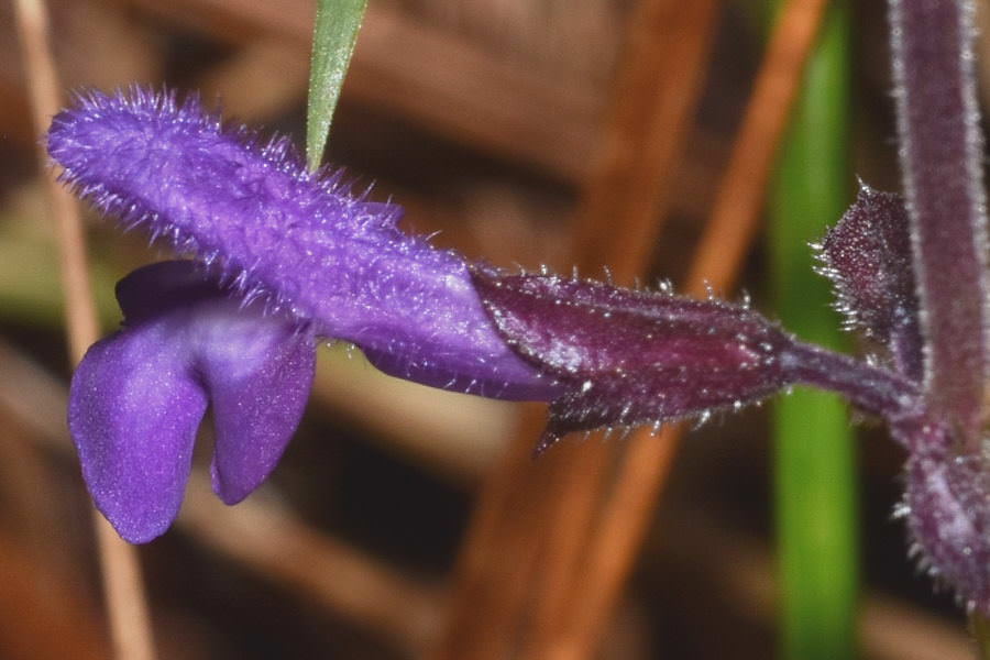Salvia carnea